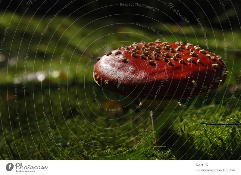 Schatz Fliegenpilz Waldboden Herbst Gift Flocke Rauschmittel Symbole & Metaphern Wachstum grün dunkel Gegenlicht Dämmerung Sonnenlicht Physik Wohlgefühl