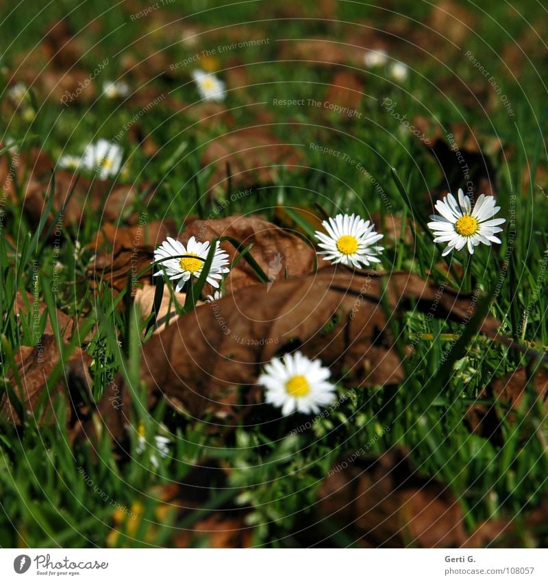 crazydaisy Gänseblümchen Herbst grün braun Blatt trocken morsch Wiese Gras mehrere Herbstlaub weiß gelb Blüte Blume Herbstfärbung herbstlich bequem alt mögen