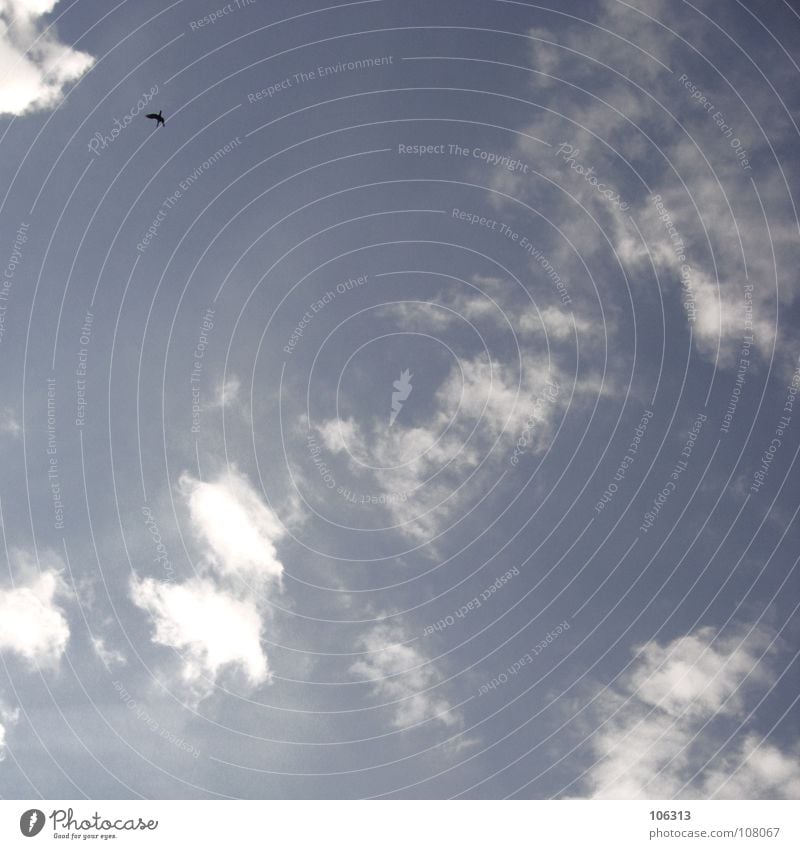 LONELY BIRD Vogel Einsamkeit Wolken violett Himmel Bremen Fluggerät Frieden bird alone lonely blau sky fliegen frei sein free freigeist Freiheit freedom