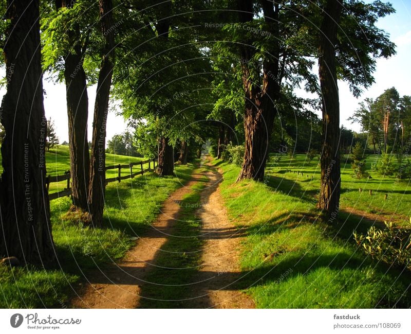 betreten VERBOTEN! Allee Baum Sommer Wiese Golfplatz Garten Park Schatten Wege & Pfade Scharmützelsee Bad Saarow