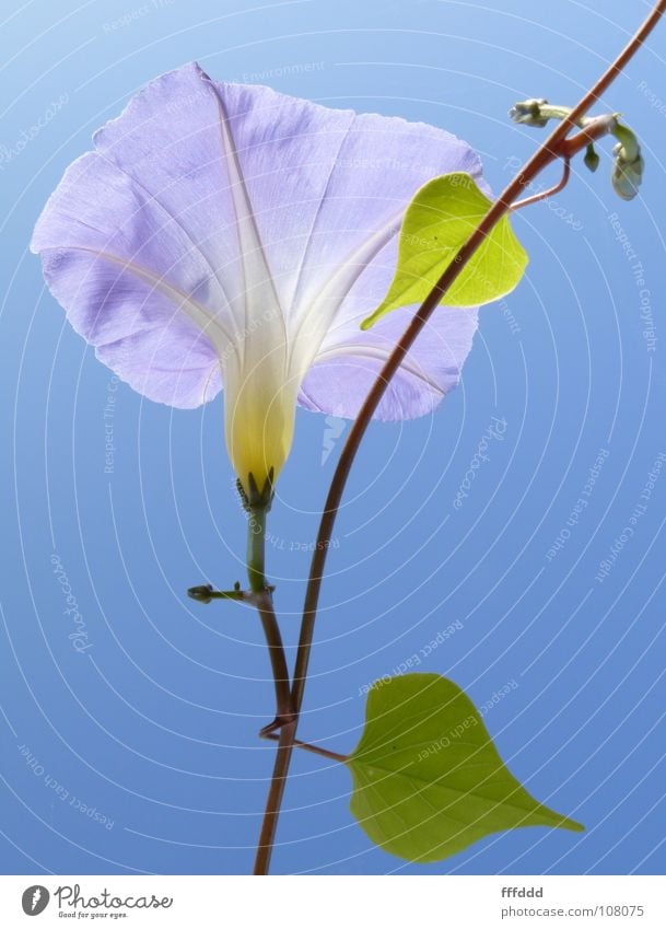 blaue Winde Blüte Kletterpflanzen Gegenlicht blaue Blüte aufwärts