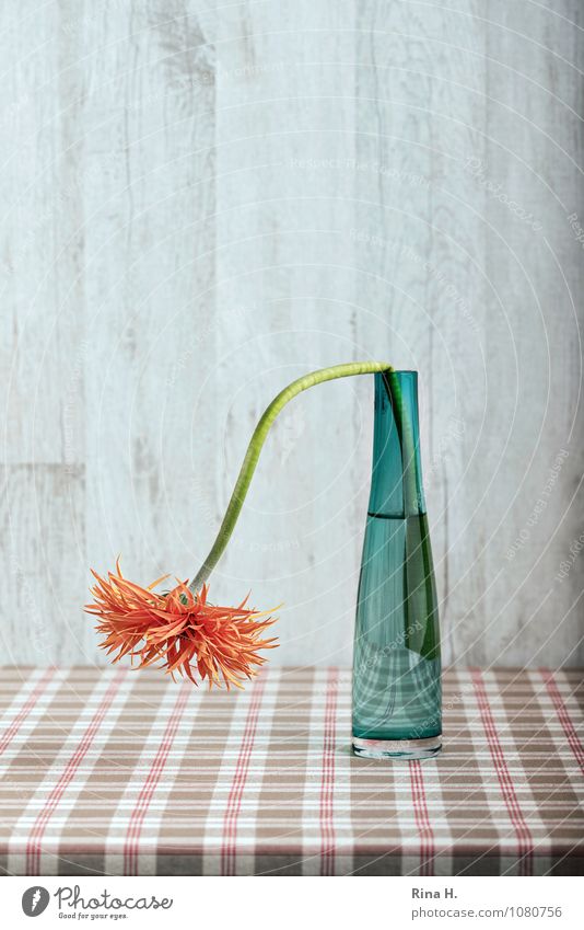 Geknickt Blume Vase Glasvase verblüht grün orange Stillleben Weihnachten Gerbera Tischwäsche kariert Farbfoto Menschenleer Hintergrund neutral