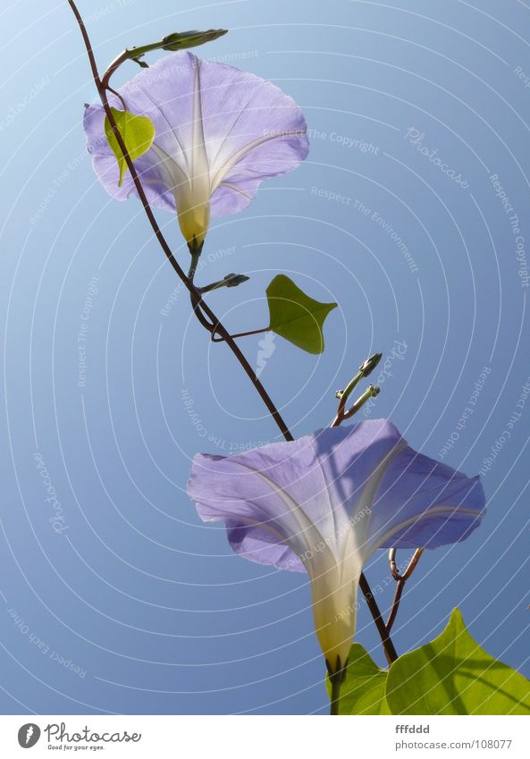 Zur Sonne Blüte Gegenlicht Blütenkelch 2 Wind blau blaue Winden zum Licht