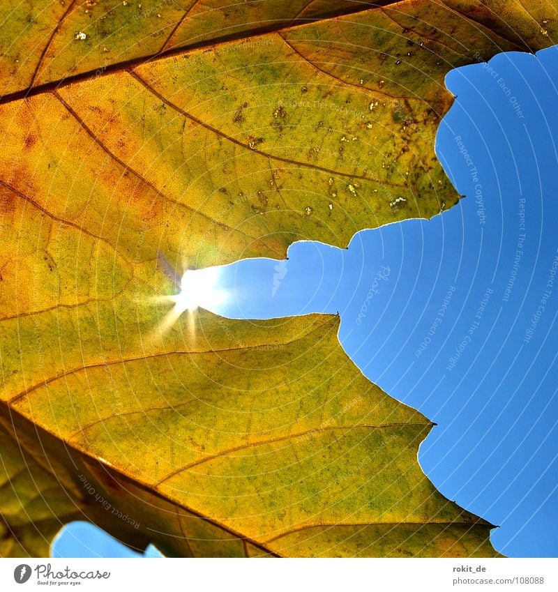 Akai zum 50. Blatt Herbst braun gelb Gratulation Freude blau Sonne mögen akai hat Geburtstag blätterheld Beleuchtung