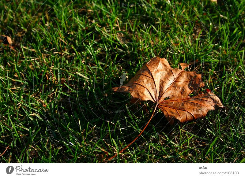 Herbstlaub Gras grün Blatt gold herbstlich