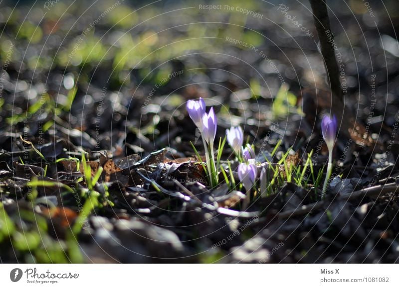 Erwacht Garten Erde Frühling Blume Blüte Blühend Wachstum Krokusse Blumenbeet Frühlingsblumenbeet Frühlingstag Farbfoto mehrfarbig Außenaufnahme Menschenleer