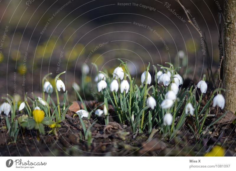 Früh im Jahr Garten Frühling Schönes Wetter Blume Blüte Blühend Wachstum Stimmung Frühlingsgefühle Beginn Schneeglöckchen Frühlingsblume Frühblüher Farbfoto