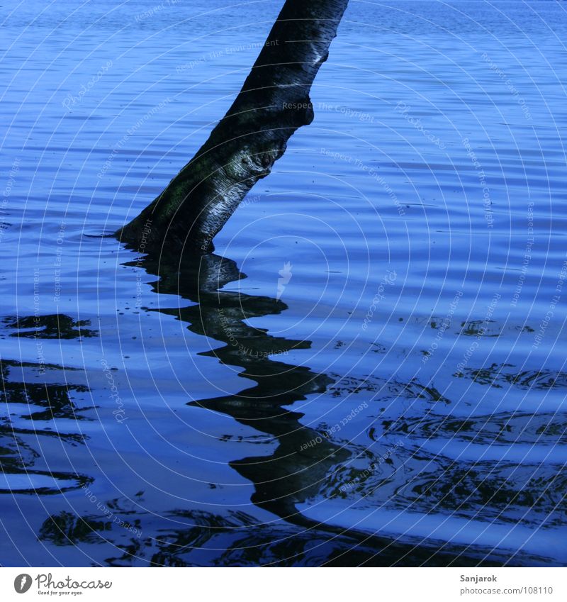 Sintflut Baum See Reflexion & Spiegelung schwarz Birke Wellen Astloch Baumrinde Ferien & Urlaub & Reisen Sommer Wasser blau Baumstamm Küste Überschwemmung