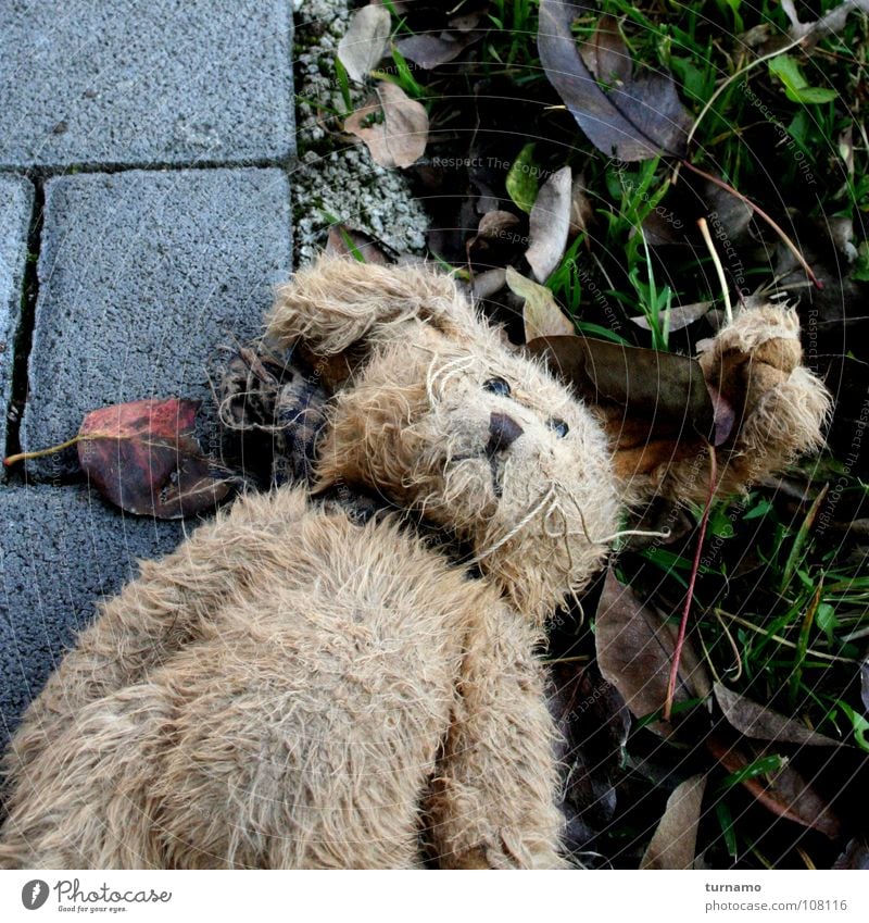 :-( Hase & Kaninchen Fell Armut vergessen liegen verloren vermissen Stofftiere Einsamkeit ausgesetzt Trauer Gleichgültigkeit Teddybär Verzweiflung