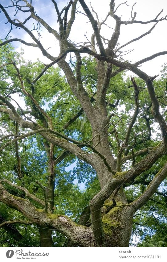 Alte Eiche Moos Baumflechte verwittert Baumrinde Ast ""crown of tree"" Biotop Forstwirtschaft Märchen Wald Natur Pflanze stem Kraft Baumkrone Zweig Umwelt