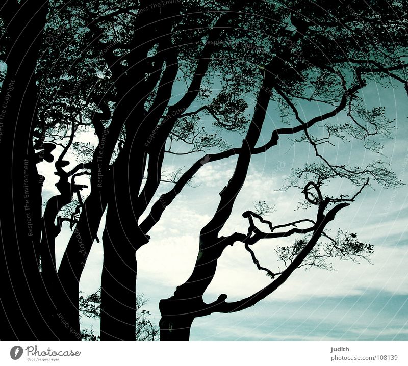 meer wald Baum Herbst Blatt grün Wolken Meer Muster schwarz Baumstamm verzweigt Zauberwald Märchen geheimnisvoll Küste Horizont Strand Klippe Holz Luft kalt