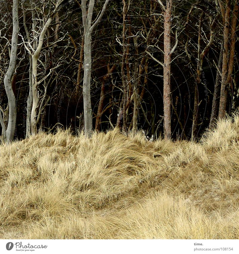 Puschelberge mit Höhlenwächtern, findet Lukas Farbfoto Gedeckte Farben Außenaufnahme Tag Ferien & Urlaub & Reisen Strand Wohnzimmer Natur Baum Gras Küste Ostsee