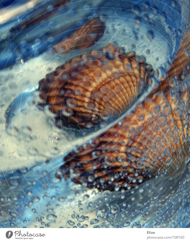 Urlaubsstimmung Meeresfrüchte Erholung Ferien & Urlaub & Reisen Sommer Strand Dekoration & Verzierung Umwelt Natur Sand Wassertropfen Schmuck Muschel Souvenir