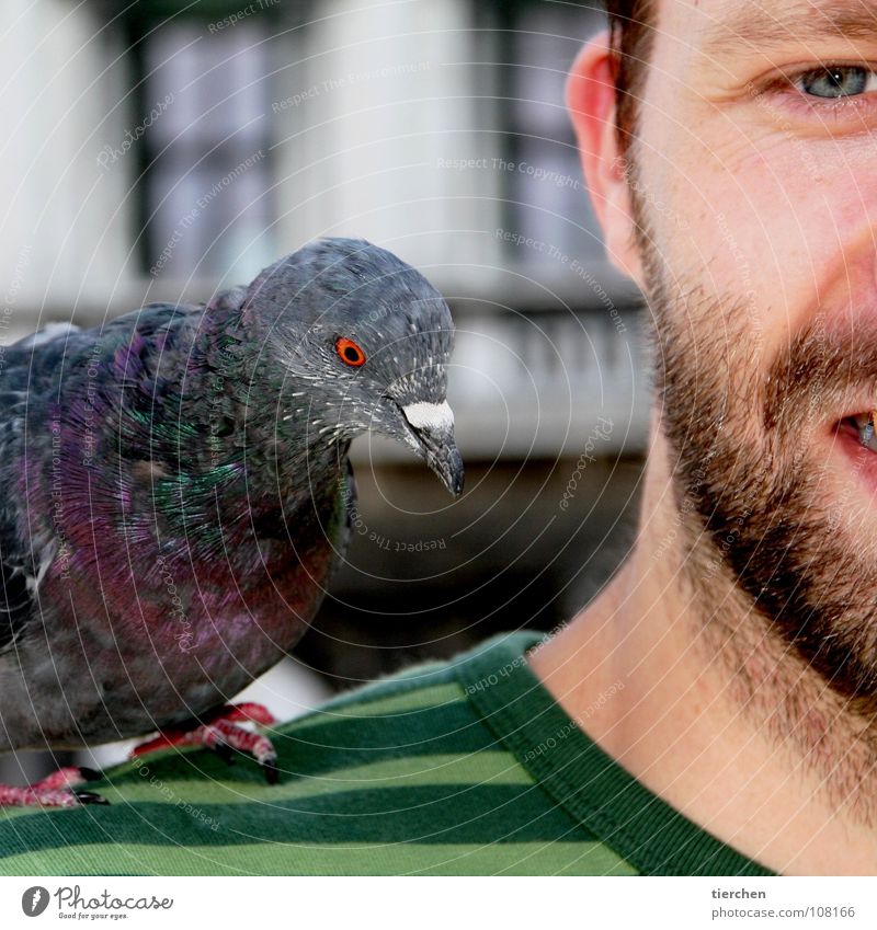 meisenmann Taube Ekel Tier Vogel Krallen Schnabel Feder Schulter Pirat Mann Bart Mensch Kopf Gesicht Ohr Auge Anschnitt Detailaufnahme Bildausschnitt