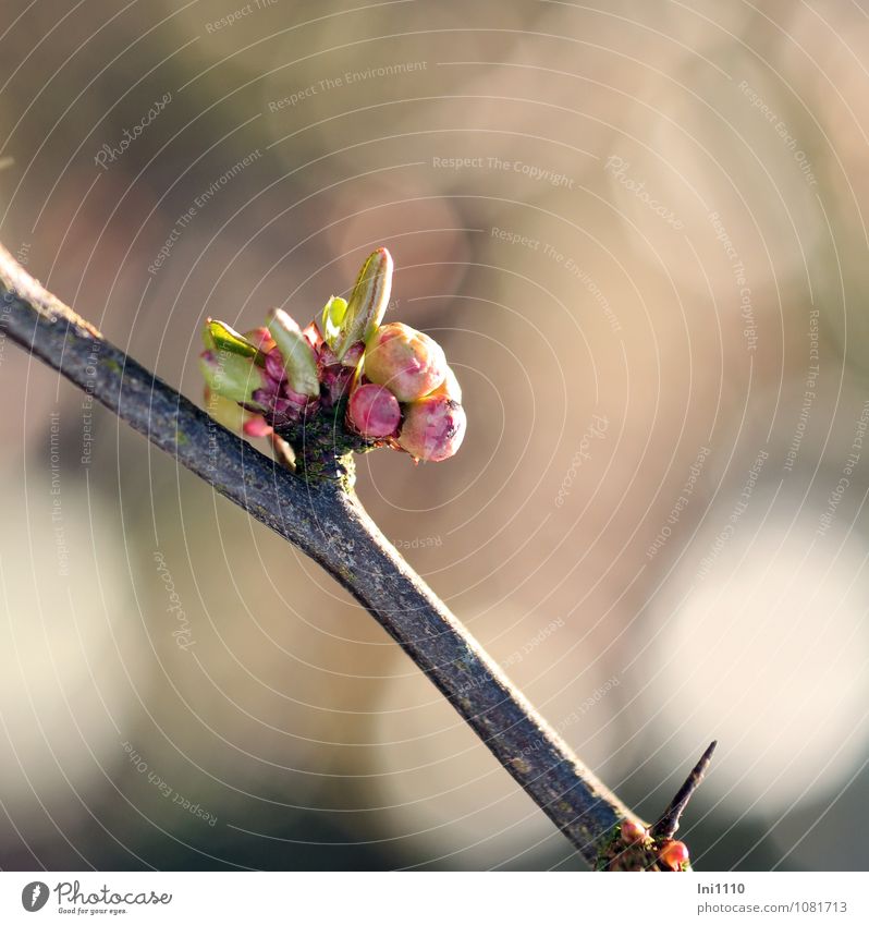 Knospen der Zierquitte Natur Pflanze Sonne Sonnenlicht Frühling Klima Wetter Schönes Wetter Sträucher Blatt Blüte Nutzpflanze