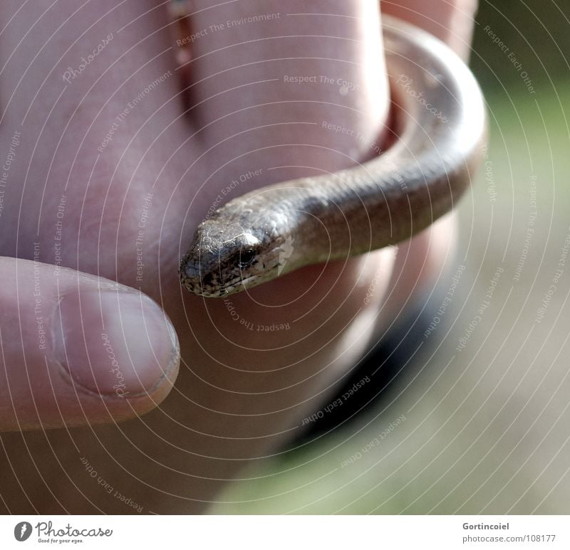 Dutzi, dutzi Hand Finger Tier Wildtier Schuppen Reptil Echsen Blindschleiche festhalten braun grün Tierliebe züngeln Fingernagel Griff Zunge Maul zeigen