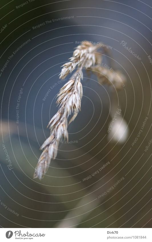 Winterlich Natur Pflanze Gras Blatt Grünpflanze Wildpflanze Ähren Samen Garten Wiese frieren verblüht dehydrieren ästhetisch dunkel kalt natürlich trist trocken