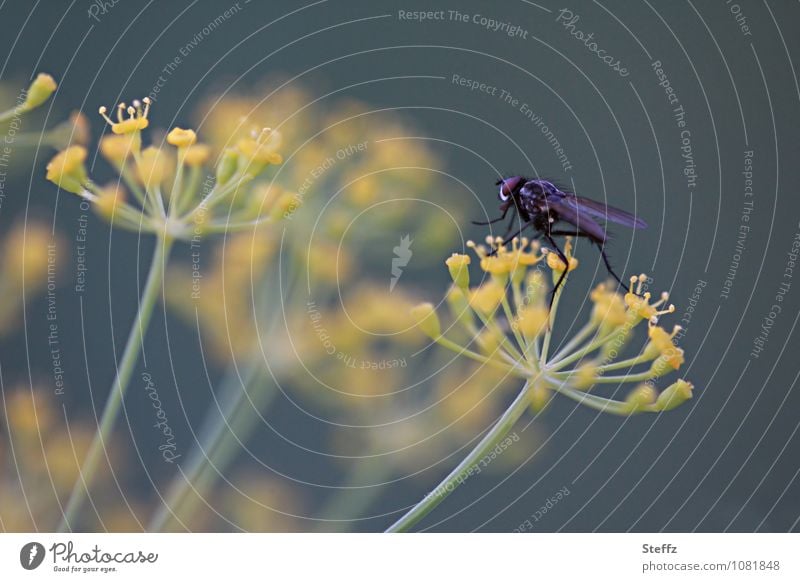 Kräuterwanderung Dill Dillblüte Dillblüten Fliege Landleben ländlich frisch aus dem Garten Leichtigkeit leicht sommerlich Heilpflanze Gewürz Würzpflanze