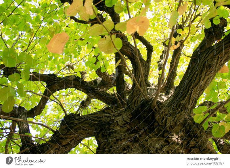 lichtspiel der blätter Baum grün Baumrinde braun gelb weiß Blatt schön Freundlichkeit Sommer Herbst Frühling Jahreszeiten Muster Farbenspiel Spielen Wiese Wald