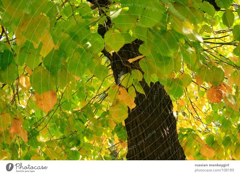 singis bäumlein Baum grün Baumrinde braun gelb weiß Blatt schön Freundlichkeit Sommer Herbst Frühling Jahreszeiten Muster Farbenspiel Spielen Wiese Wald