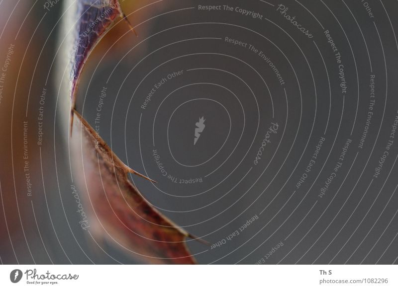 Blatt Natur Pflanze Herbst Winter Bewegung Blühend verblüht ästhetisch authentisch einfach elegant natürlich Stimmung Gelassenheit geduldig ruhig einzigartig
