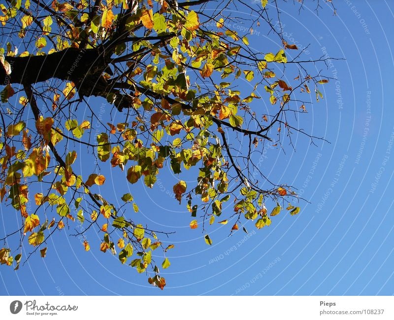 Frau Linde entblättert sich Farbfoto Außenaufnahme Hintergrund neutral Landschaft Pflanze Himmel Herbst Wetter Baum Blatt alt fallen gelb Vergänglichkeit