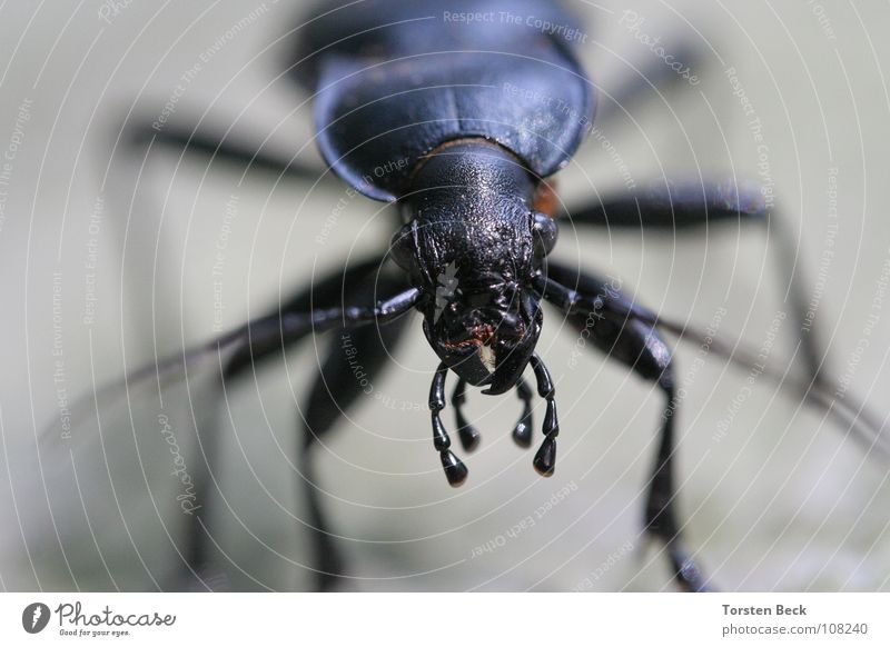 Käfer krabbeln Makroaufnahme Nahaufnahme Außerirdischer Natur Insekt. Nahaufnahme Macroaufnahme schau mir in die Augen kleines ich komme