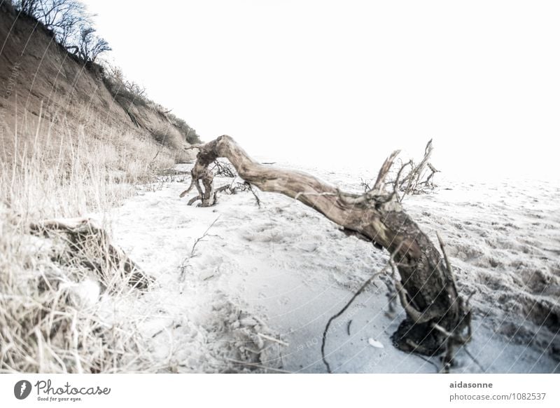 Strandgut Natur Landschaft Sand Winter Küste Ostsee Zufriedenheit achtsam ruhig Holz Zweig Fund Klippe Heiligendamm Zeit Deutschland Farbfoto Außenaufnahme Tag