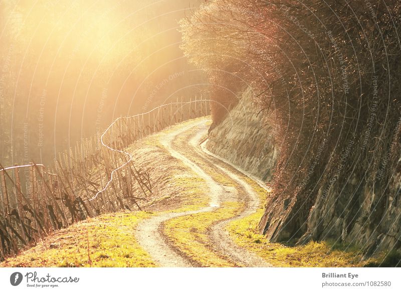 Langer Weg in den Rebhängen Sommer Berge u. Gebirge wandern Umwelt Natur Landschaft Sonne Sonnenlicht Frühling Schönes Wetter Pflanze Baum Felsen Alpen leuchten