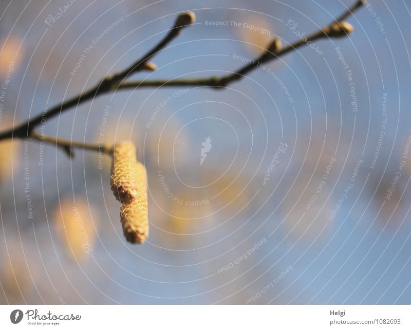 natürlich | sind sie jetzt unterwegs... Umwelt Natur Pflanze Himmel Wolkenloser Himmel Frühling Schönes Wetter Sträucher Wildpflanze Haselnuss Park Blühend