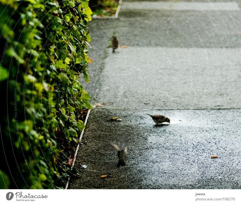 Der Spatz vom Wallrafplatz Sträucher Teilung grün Hecke nass Pfütze Platz trinken Vogel Verkehrswege Bodenbelag fliegen Regen Verabredung Wasser Wege & Pfade