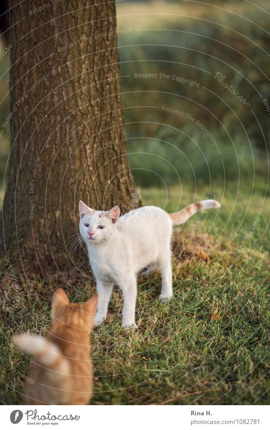 Annäherung Pflanze Wiese Haustier Katze 2 Tier authentisch niedlich skeptisch Misstrauen Angst Farbfoto Außenaufnahme Menschenleer Schwache Tiefenschärfe