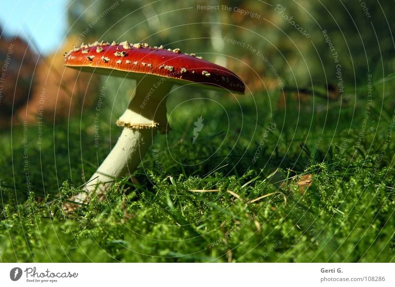 flexible beweglich Fliegenpilz Waldboden Herbst Gift Flocke Rauschmittel Symbole & Metaphern stehen Wachstum grün Sonnenlicht gekrümmt Biegung krumm Gras Wiese