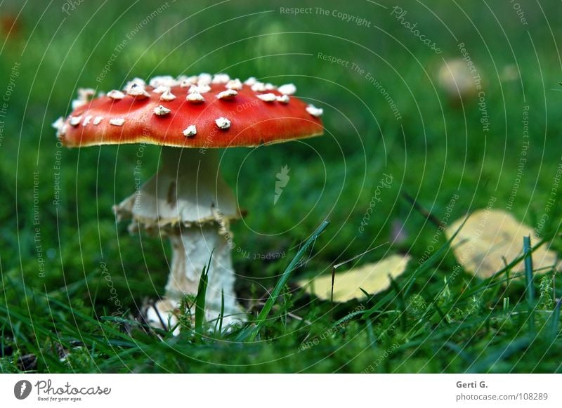 Schmuck°stück Fliegenpilz Waldboden Herbst Gift Flocke Rauschmittel Symbole & Metaphern Wachstum Blatt Dach rot grün Gras Halm schön Märchen gelb gefährlich