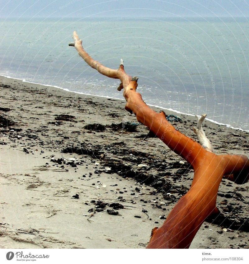 Kiefer, geliefert Gedeckte Farben Außenaufnahme Tag Strand Meer Sand Wasser Horizont Küste Ostsee blau Strandgut türkis Ast baum sonnig Wellen