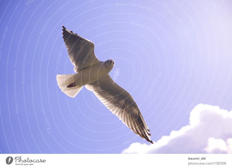 Möve Tier Vogel Wolken Himmel fliegende Möve Sonne Luftverkehr