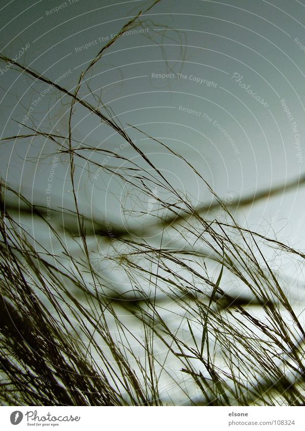 ::MEADOW:: Gras Halm Sträucher Pflanze grün Herbst grau Linie Unschärfe quer diagonal sehr wenige einfach Gewitter wiesa Weide Natur Amerika Wind Stranddüne