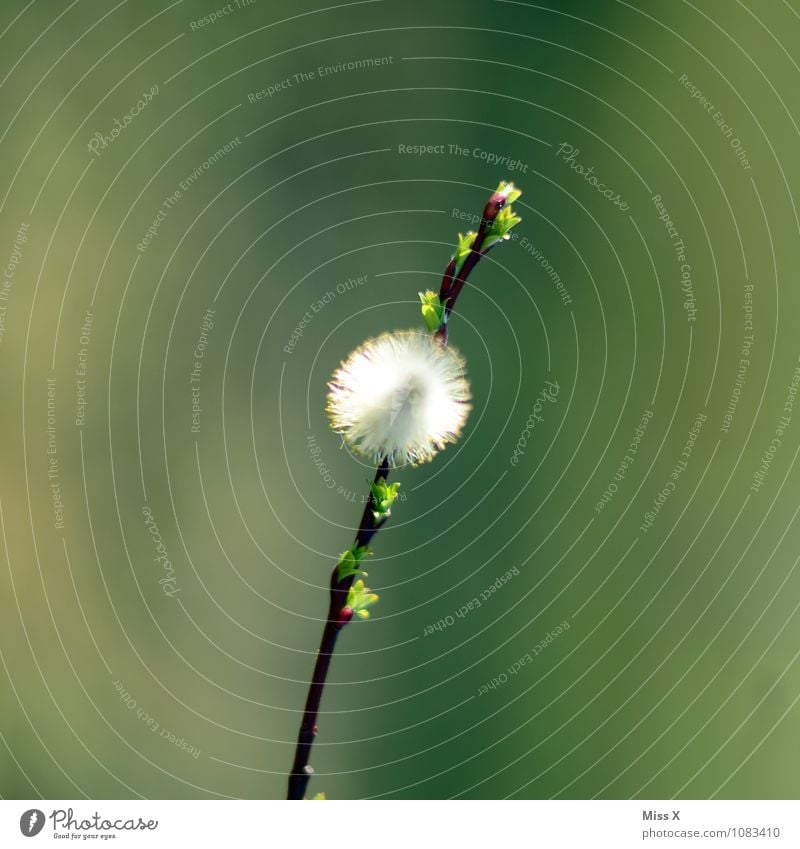 Heuschnupfen-Alarm Krankheit Allergie Natur Frühling Schönes Wetter Pflanze Blüte Garten Park Blühend Weidenkätzchen Pollen Pollenflug Ast Zweig Zweige u. Äste