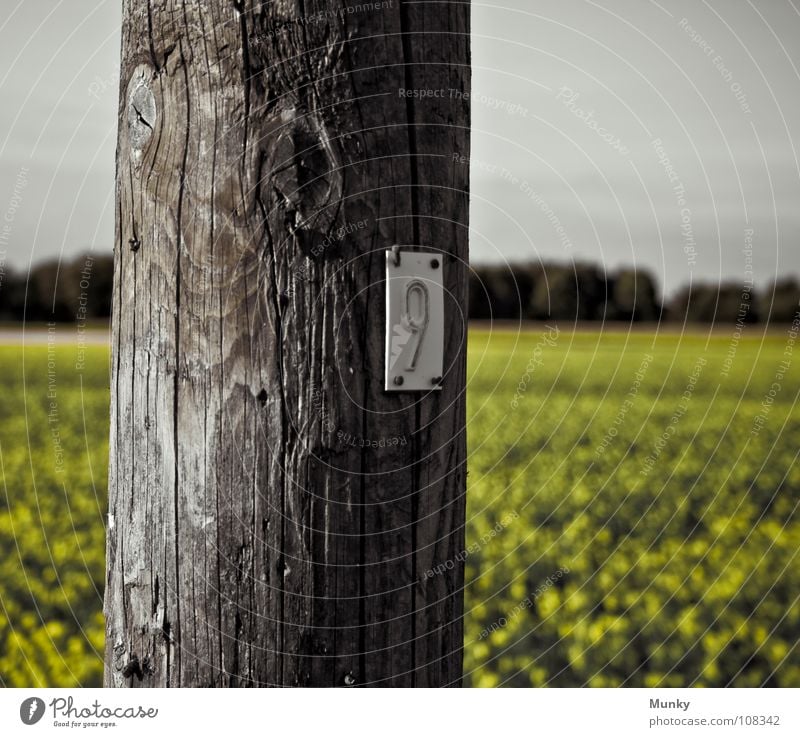 N3UN Raps Baum 9 Ziffern & Zahlen Holz rund Säule Elektrizität grau gelb grün Holzmehl Himmel Munky Landschaft Strukturen & Formen Riss Pfosten Strommast