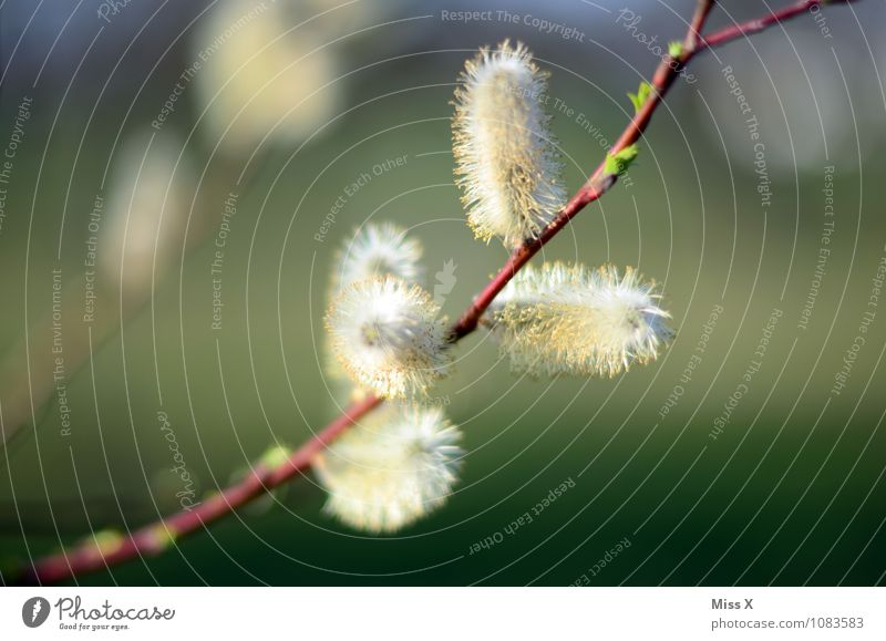 nochmal Frühlingserwachen Krankheit Allergie Garten Schönes Wetter Blatt Blüte Blühend Weide Weidenkätzchen Pollen Pollenflug Heuschnupfen Ast Zweig