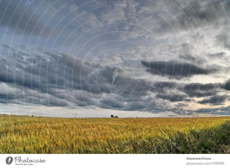 Endlose Weite Feld Hoffnung Gras Horizont Wolken dunkel Der Herr der Ringe Auenland Himmel schlechtes Wetter Baum gehen unterwegs Zielerreichung Hafer Futter