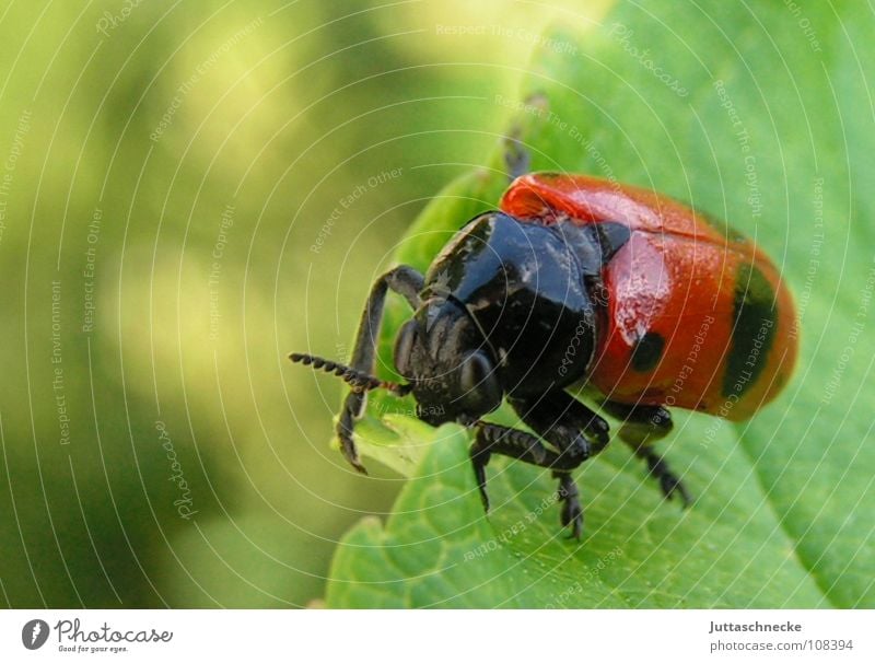 Frisch gestrichen Marienkäfer grün rot Insekt Tier glänzend lackiert Blatt igitt süß Desaster Makroaufnahme Fühler Sommer Blattläuse Glücksbringer Erfolg Käfer