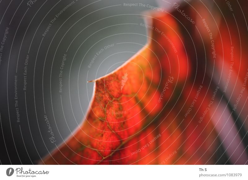 Blatt Natur Pflanze Herbst Winter Blühend verblüht ästhetisch authentisch einfach elegant natürlich grau rot Stimmung Gelassenheit geduldig ruhig Bewegung Farbe