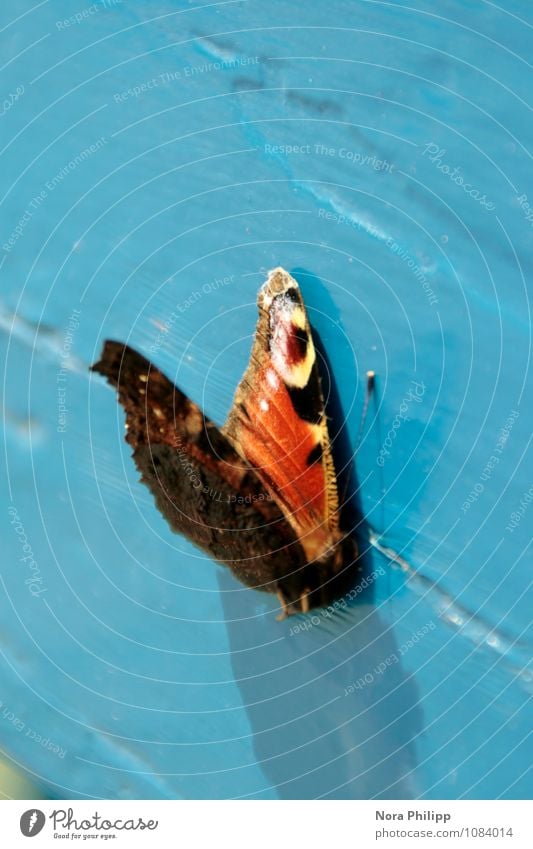 ... Tier Frühling Sommer Totes Tier Schmetterling 1 Holz liegen ästhetisch schön blau Tod Muster Fühler Lebewesen Strukturen & Formen Neigung Flügel Schatten