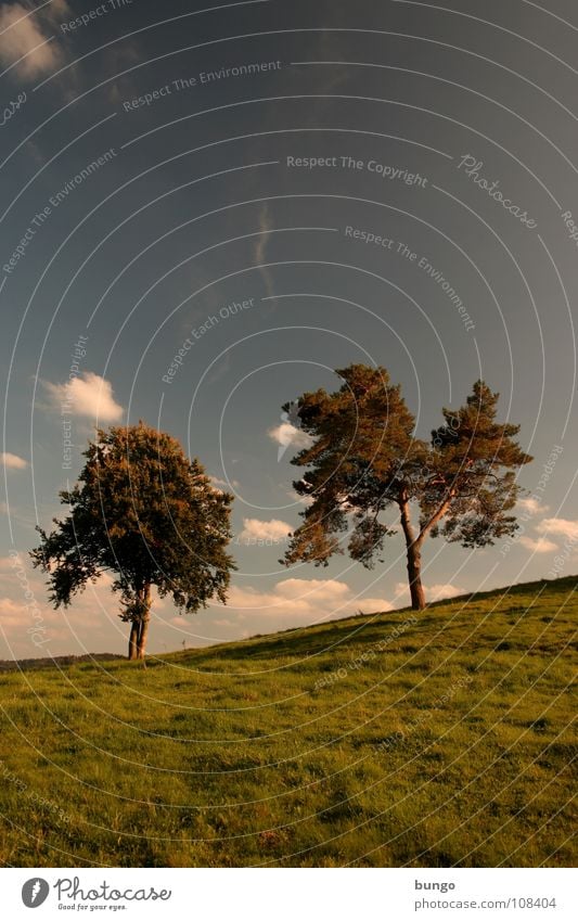 Hoffen Baum Wolken schlechtes Wetter dunkel bedrohlich Dämmerung Nacht Horizont Sonnenuntergang träumen Traumwelt Einsamkeit harmonisch Farbenspiel Romantik