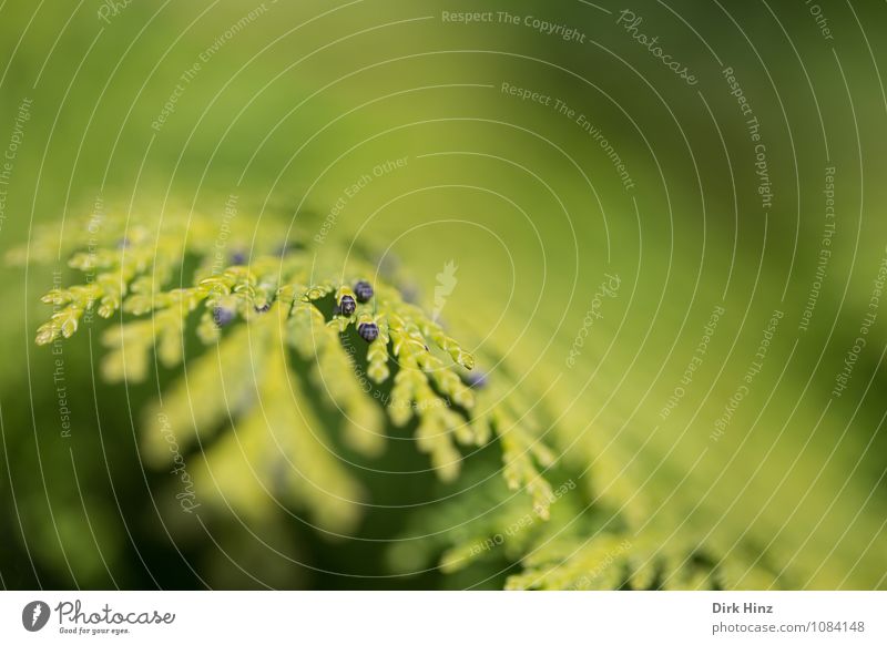 Winzige Augen Natur Pflanze Frühling Baum Sträucher Blatt Grünpflanze Garten blau grün Detailaufnahme Zypresse Blattknospe gefiedert Fächer klein winzig