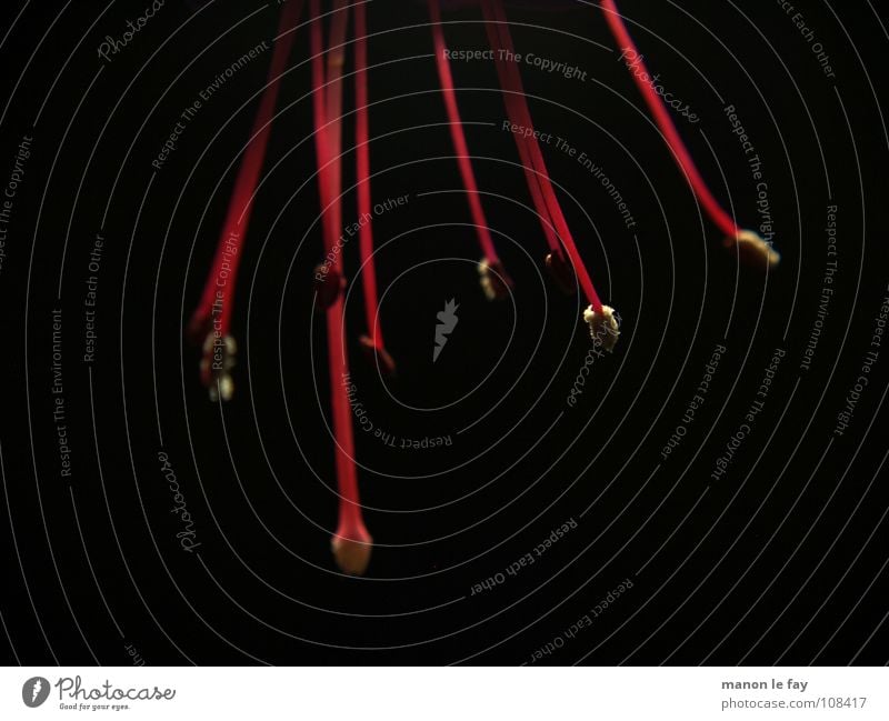 zart-rot Fuchsie schwarz weiß Pflanze Blüte skurril Leben Blütenstempel Staubfäden außergewöhnlich Zimmerpflanze Nacht nah Makroaufnahme Nahaufnahme Natur