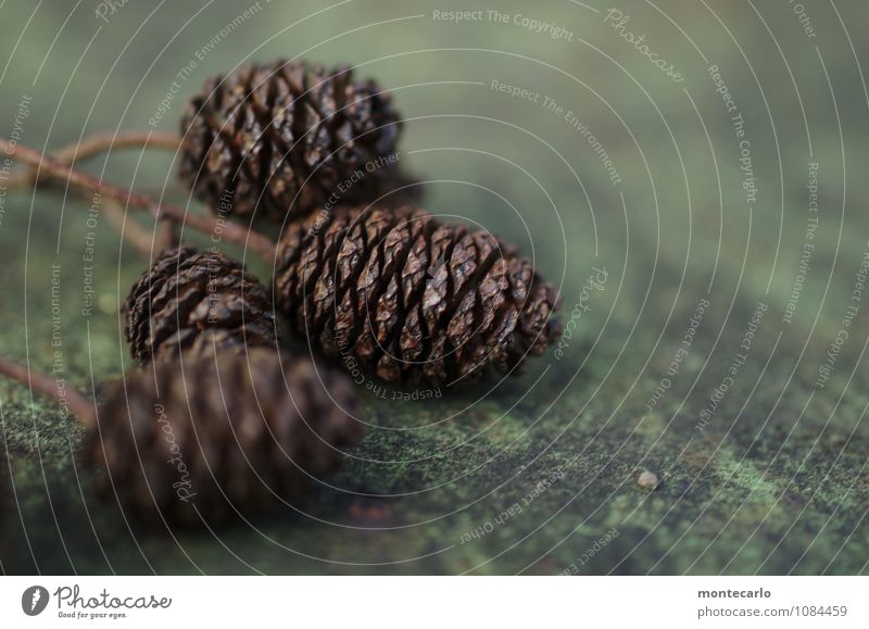 erlenzapfen Umwelt Natur Pflanze Herbst Winter Grünpflanze Wildpflanze Erlen Zapfen alt authentisch einfach klein nah natürlich rund trist trocken wild braun