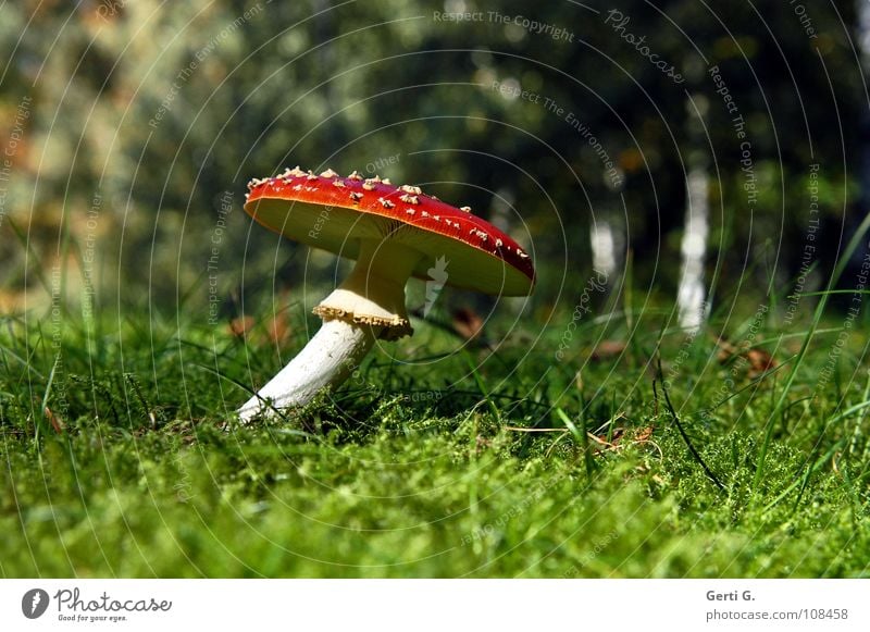 twisted beweglich Fliegenpilz Wald Waldboden Herbst Gift Flocke Rauschmittel Symbole & Metaphern stehen Wachstum grün Sonnenlicht gekrümmt Biegung krumm Gras