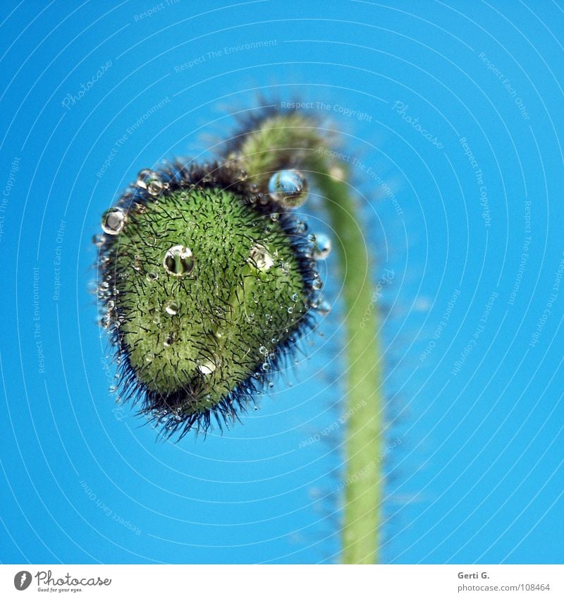 Einzelgänger Blume Blüte grün harmonisch Klatschmohn Mohn Mohnkapsel Pflanze türkis stachelig nass Wassertropfen hydrophob rund blau-grün grün-blau